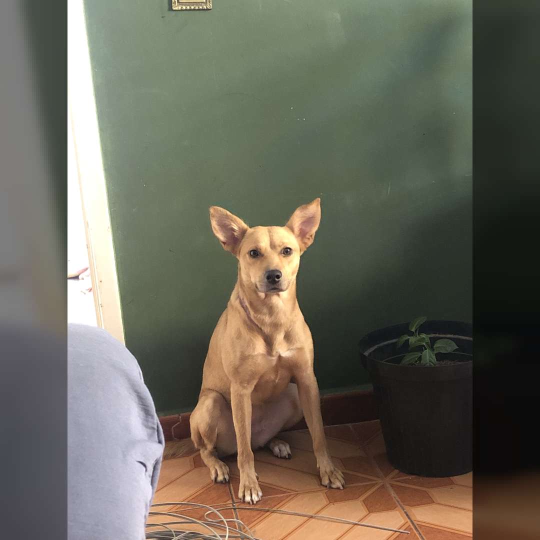 Sofia  Atende Por Kenguinha - 