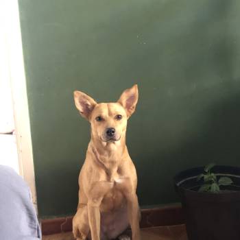 Sofia  Atende Por Kenguinha imagem 1 - 