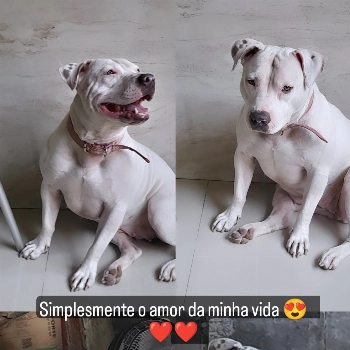 Polar imagem 1 - Sem Raça Definida
