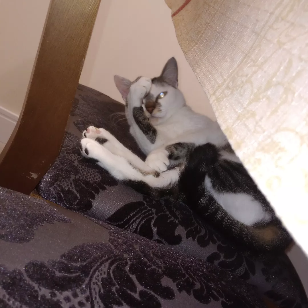 Misty - Sem Raça Definida