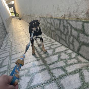 Ollie imagem 2 - 