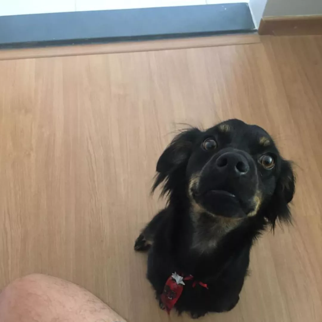 Jordan - Sem Raça Definida