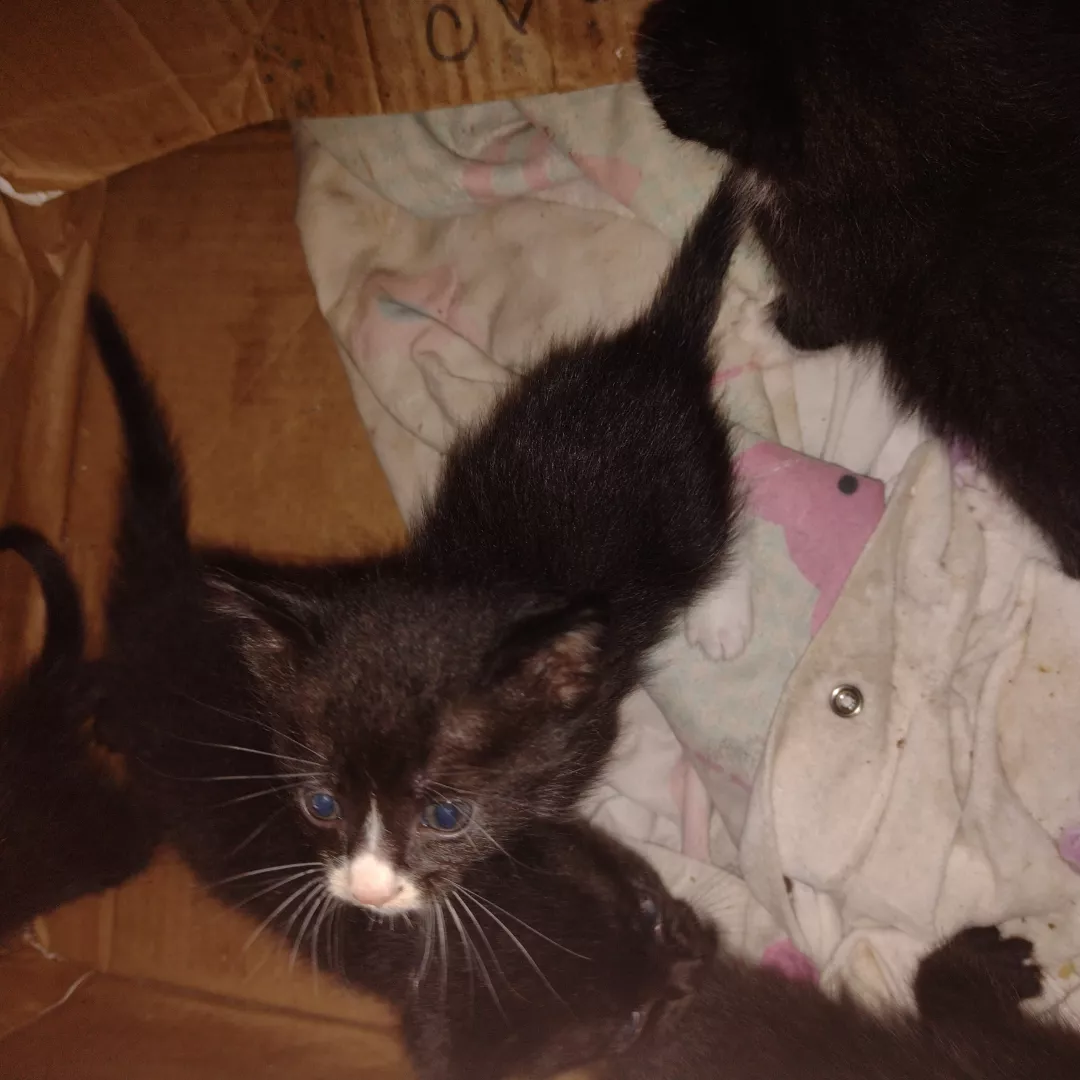 Gatinhos Filhotes - Siamês