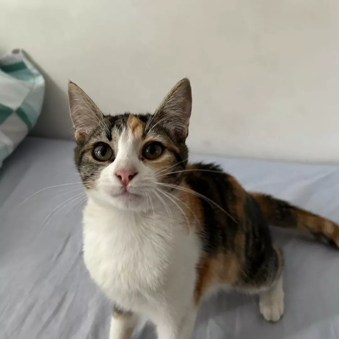 Maia - Sem Raça Definida