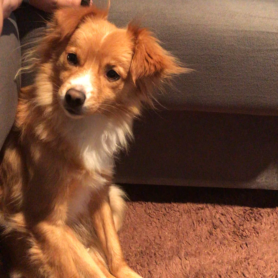 Sem Nome - Sem Raça Definida