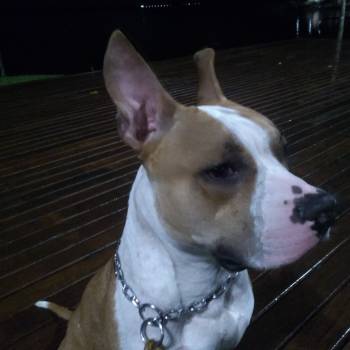 Thor imagem 2 - 