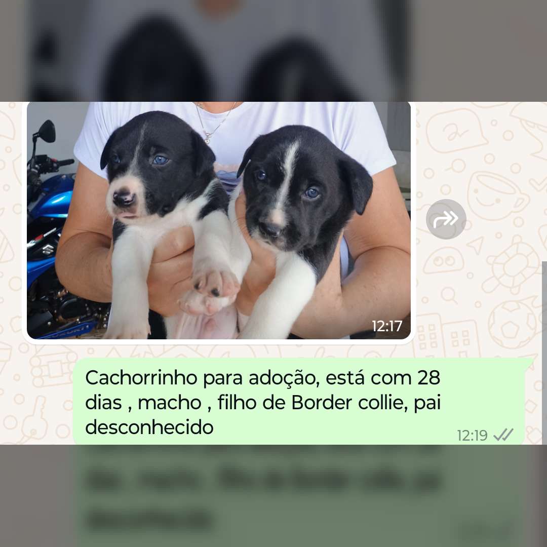 Filhotes  Thor E Kill - 