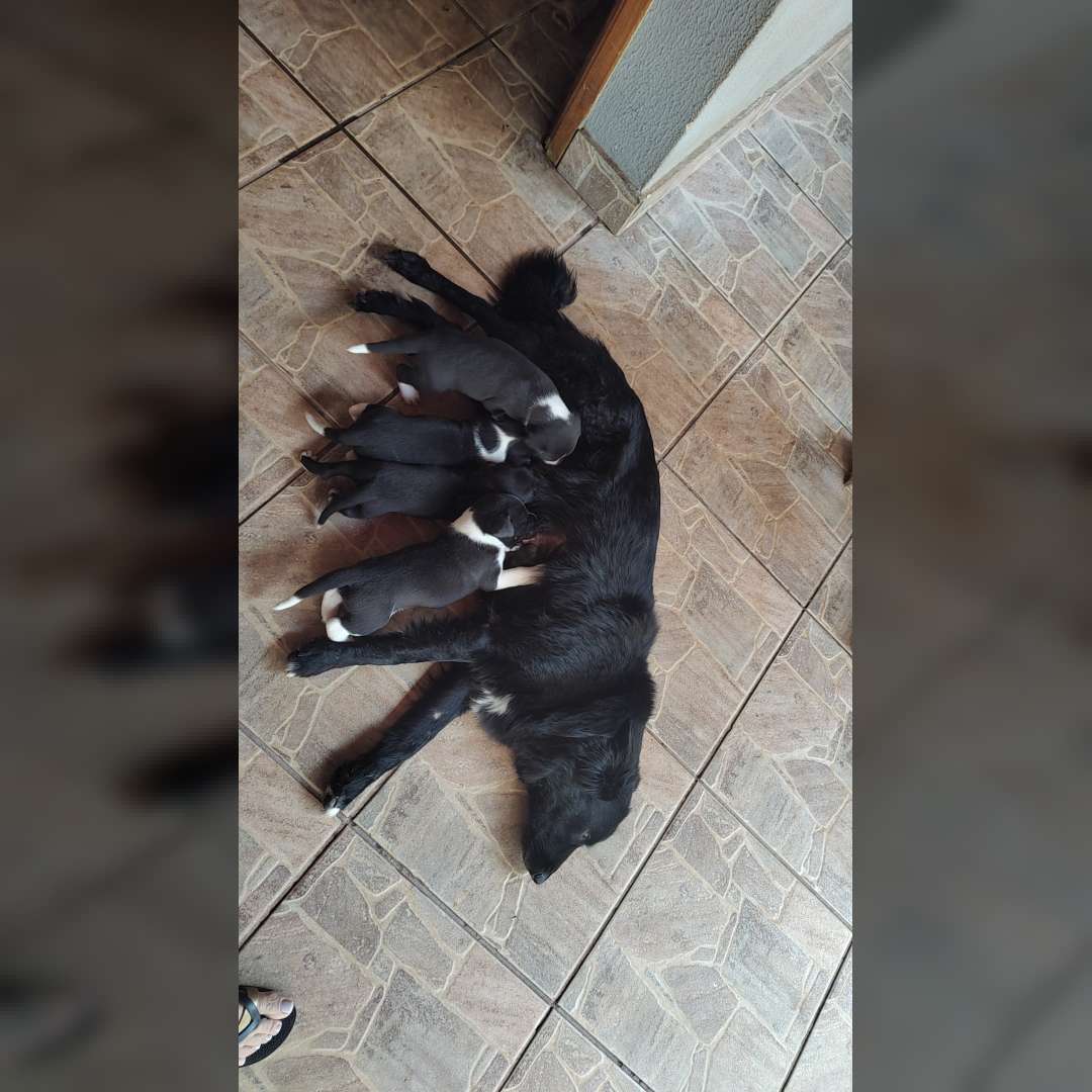 Filhotes  Thor E Kill - 