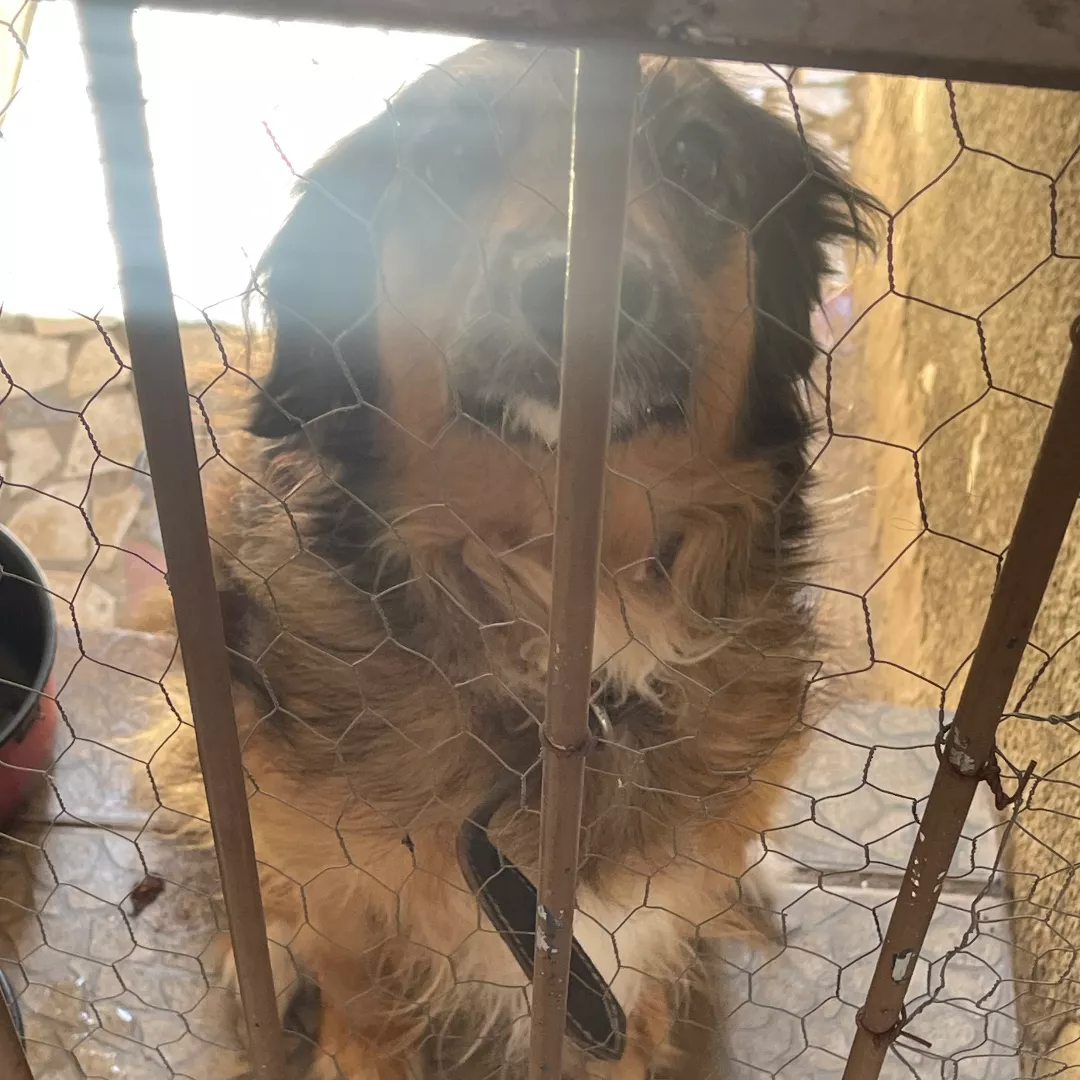 Mel - Sem Raça Definida