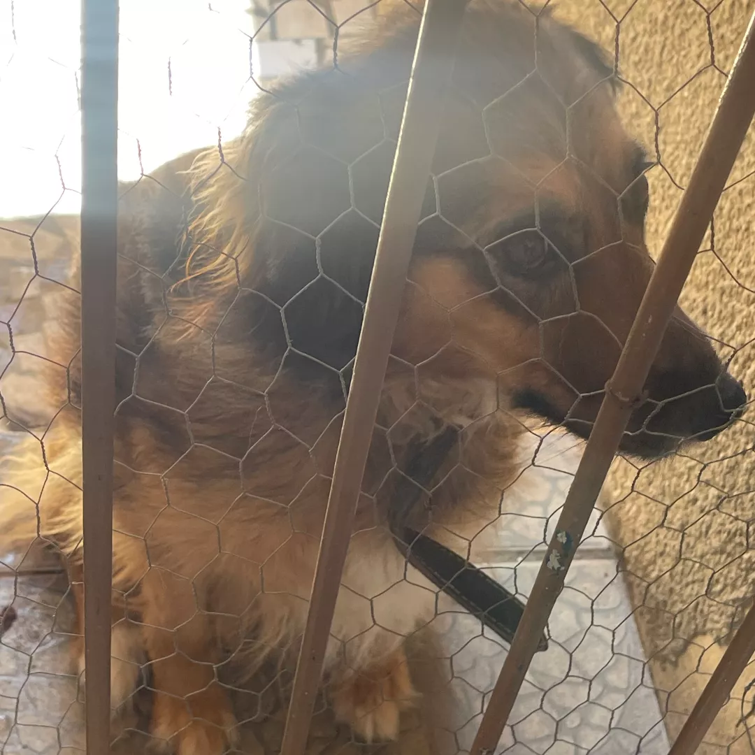 Mel - Sem Raça Definida