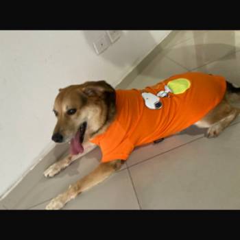 Joey imagem 1 - 