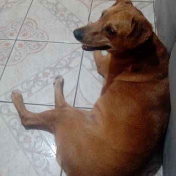 Marrom imagem 1 - 