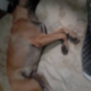 Luna imagem 1 - 