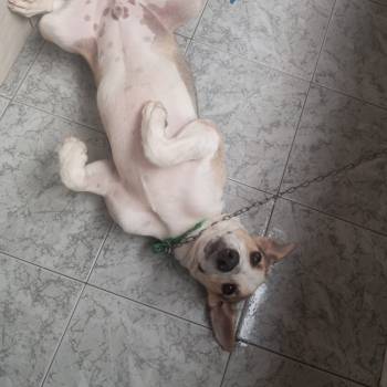 Layfe imagem 1 - 
