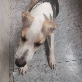 Layfe imagem 2 - 