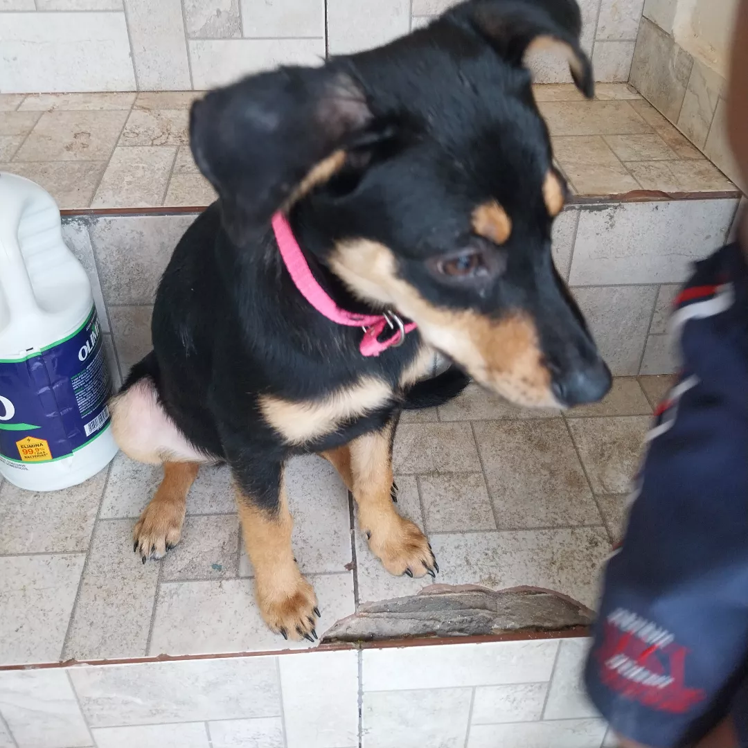 Mel - Sem Raça Definida