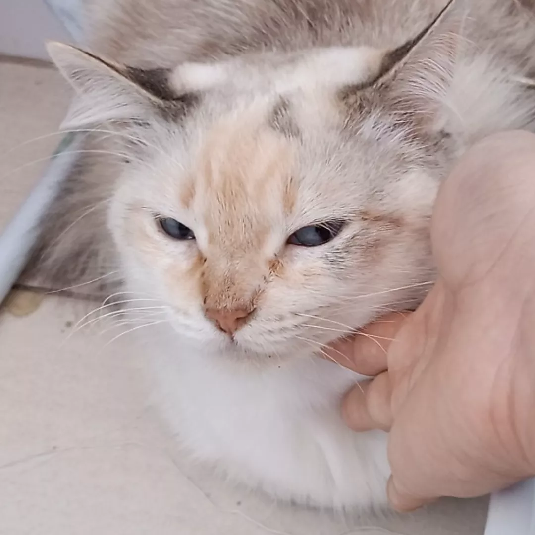 Mimi - Sem Raça Definida