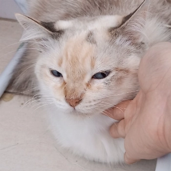 Mimi imagem 1 - Sem Raça Definida