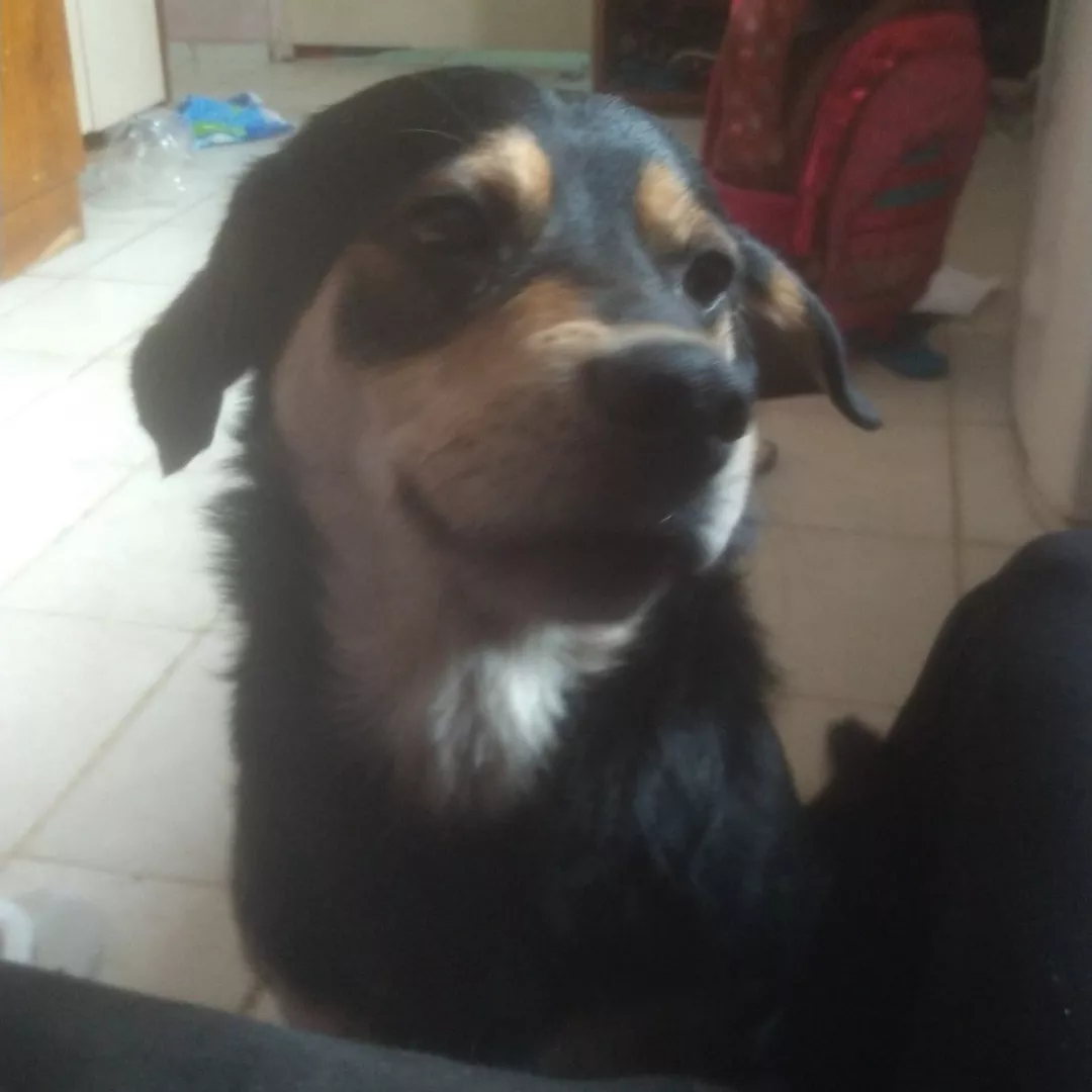 Paçoca - Sem Raça Definida