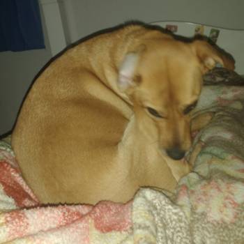 Kiara imagem 1 - 