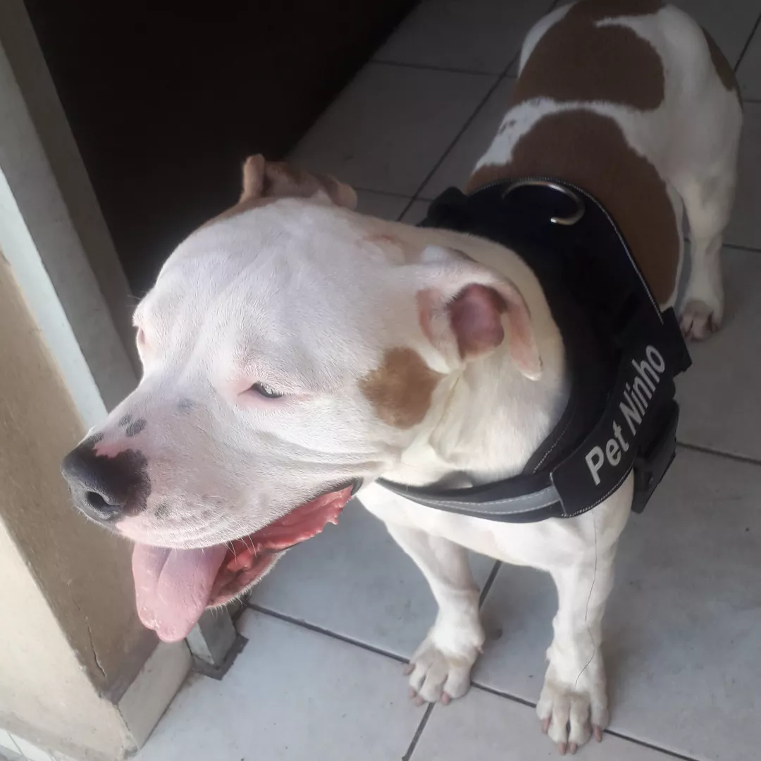 Shakal - Sem Raça Definida