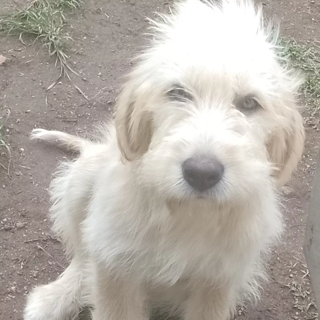 Caramelo - Labrador Retriever