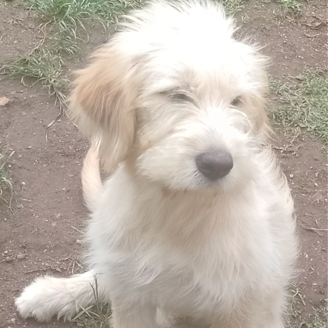 Caramelo - Labrador Retriever