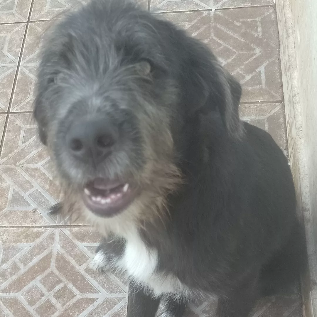 Romeu - Labrador Retriever