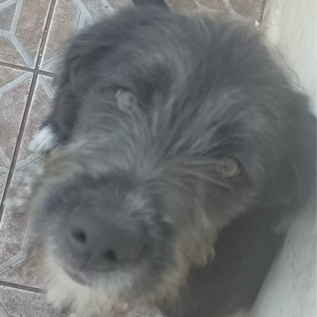 Romeu - Labrador Retriever