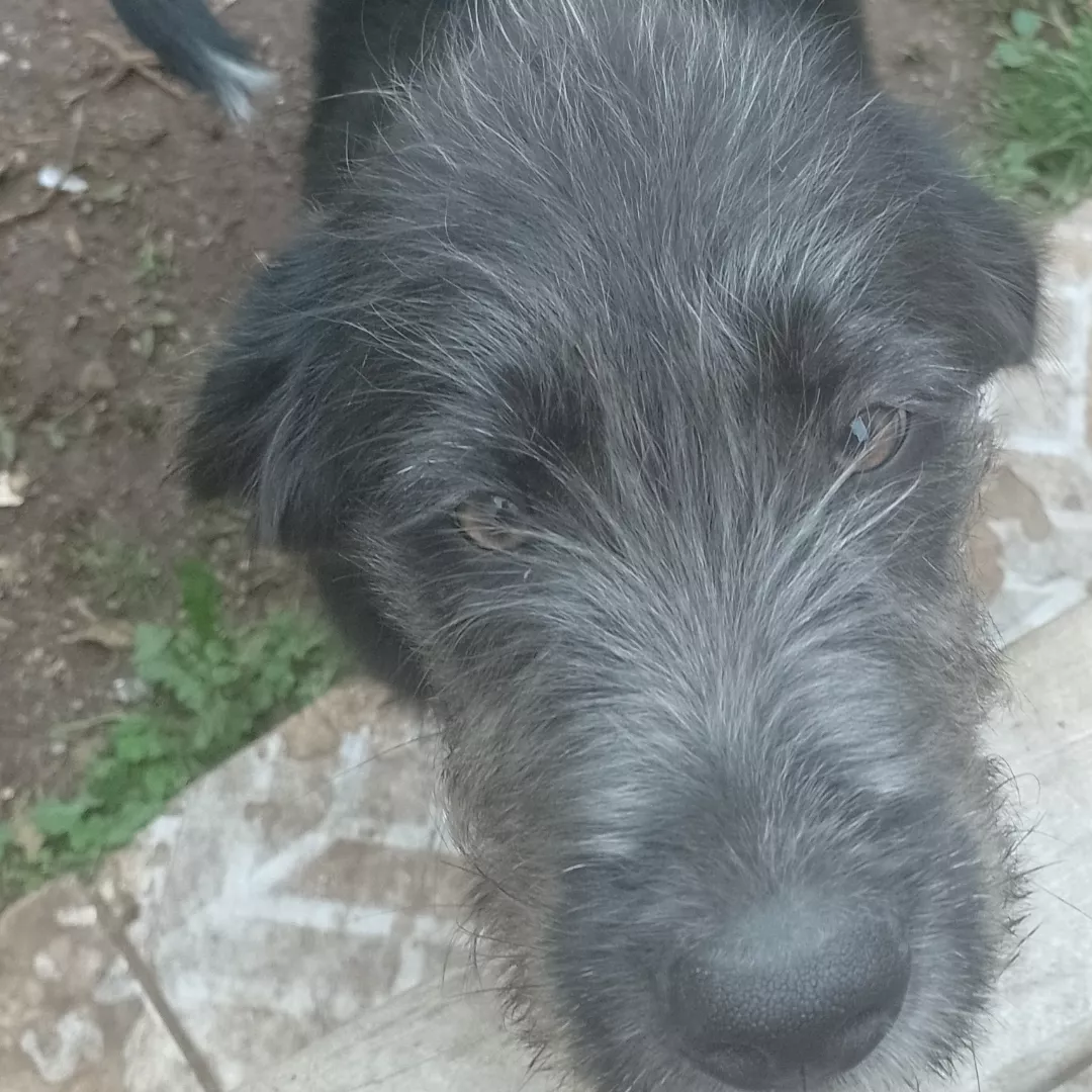 Romeu - Labrador Retriever