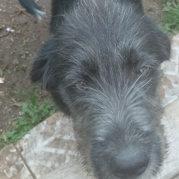 Romeu imagem 3 - Labrador Retriever