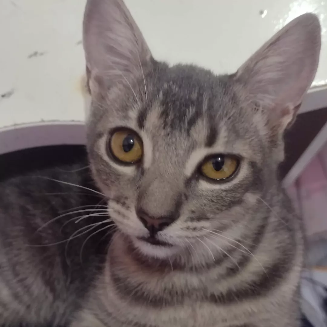 Mulherzinha - Sem Raça Definida