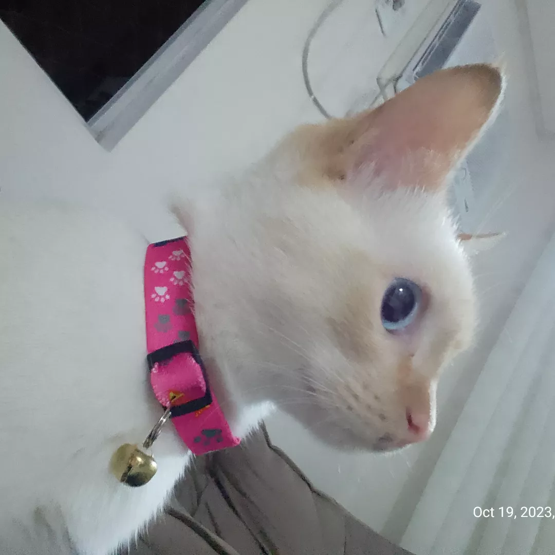 Kali - Sem Raça Definida