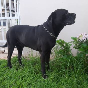 Boris Casa Dicane imagem 1 - 