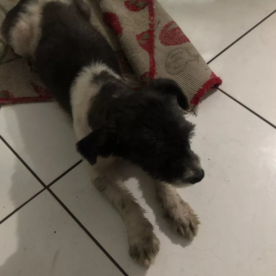 Kiara - Sem Raça Definida