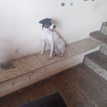 Juma imagem 1 - 