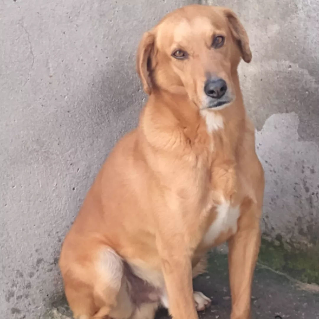 Thor - Sem Raça Definida