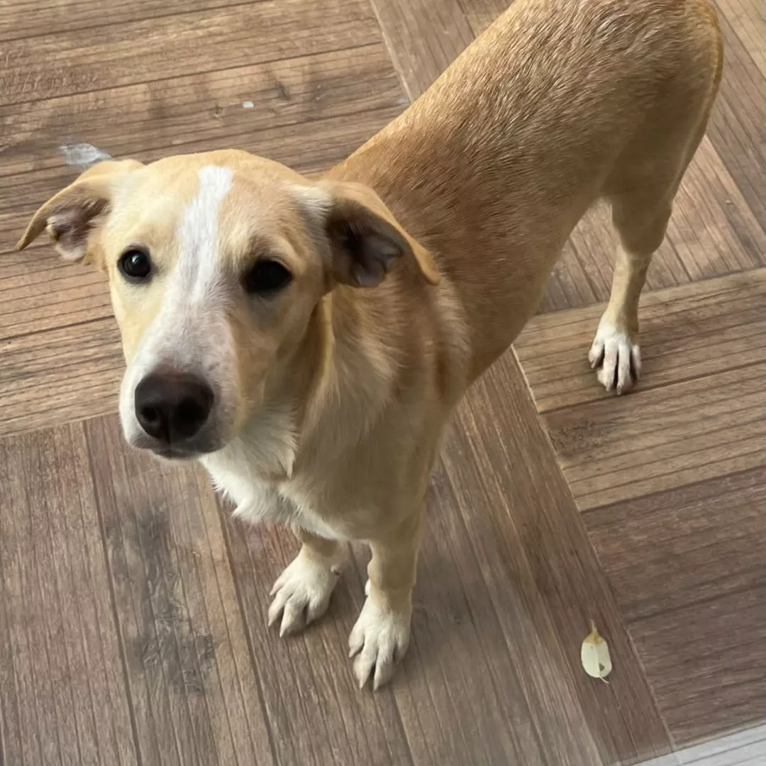 Nala - Sem Raça Definida