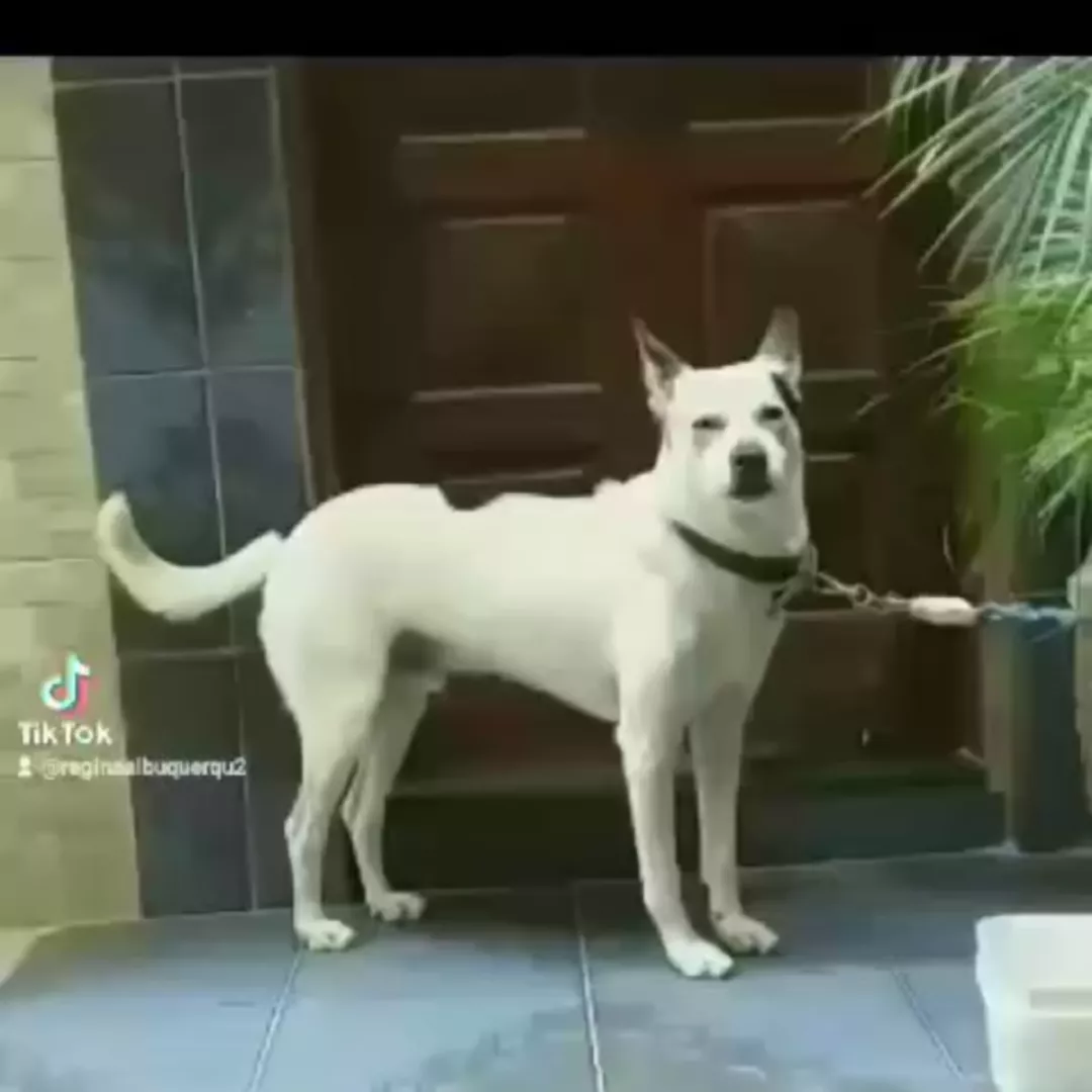 Branco - Sem Raça Definida