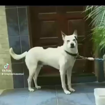 Branco imagem 1 - Sem Raça Definida