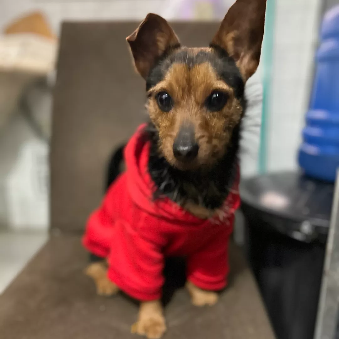 Madruguinha - Sem Raça Definida