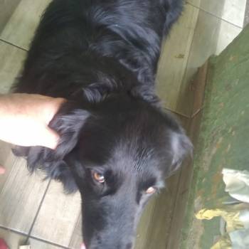 Deik imagem 1 - 