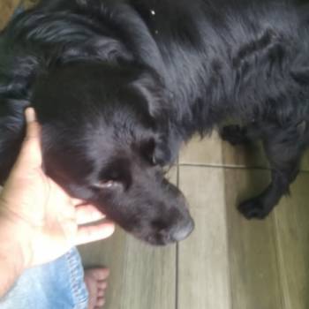 Deik imagem 2 - 