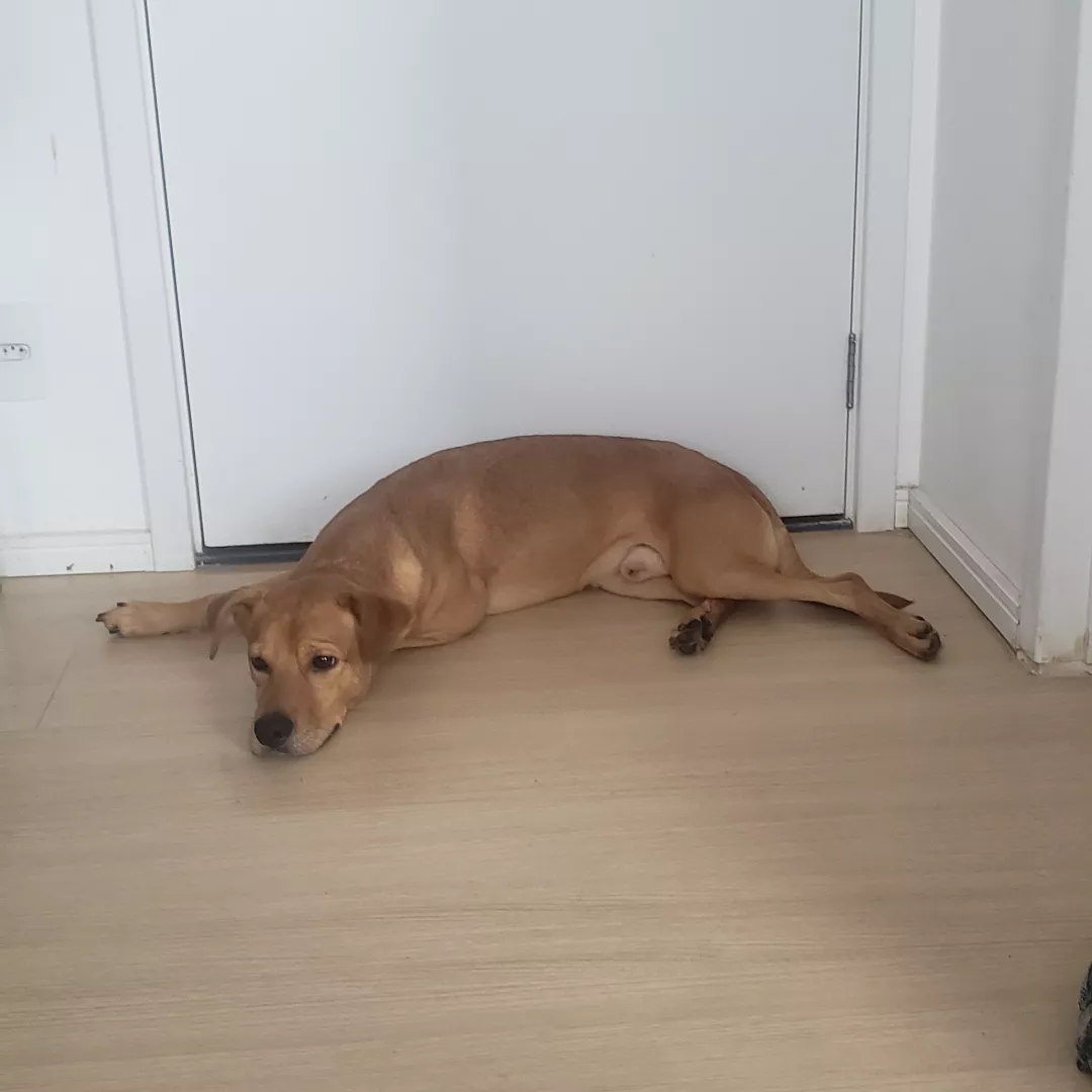 Rex - Sem Raça Definida