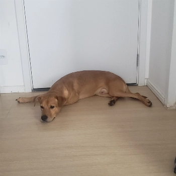Rex imagem 1 - Sem Raça Definida