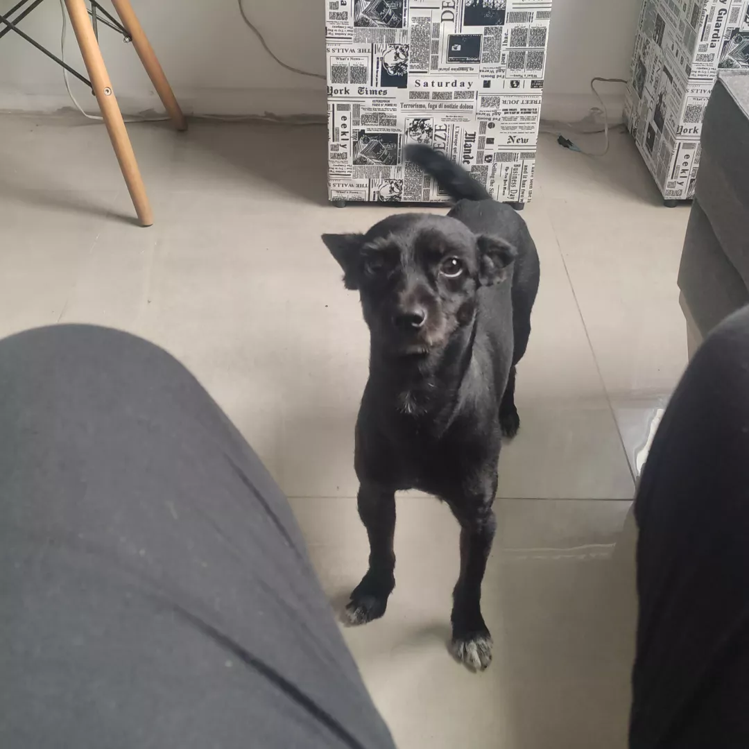 José - Sem Raça Definida