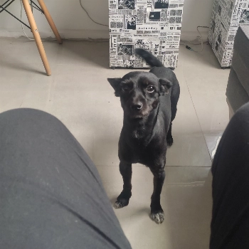 José imagem 1 - Sem Raça Definida