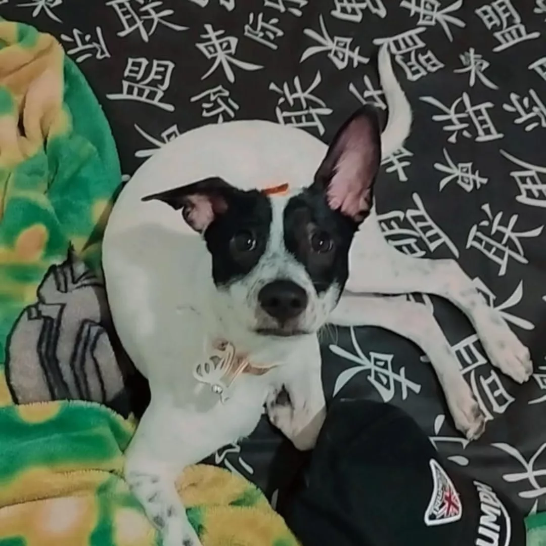 Belinha - Sem Raça Definida