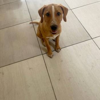 Chico imagem 1 - 