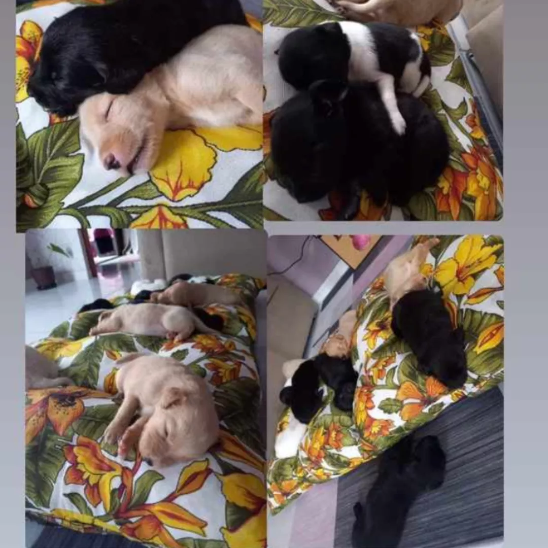 Sem Nome - Sem Raça Definida